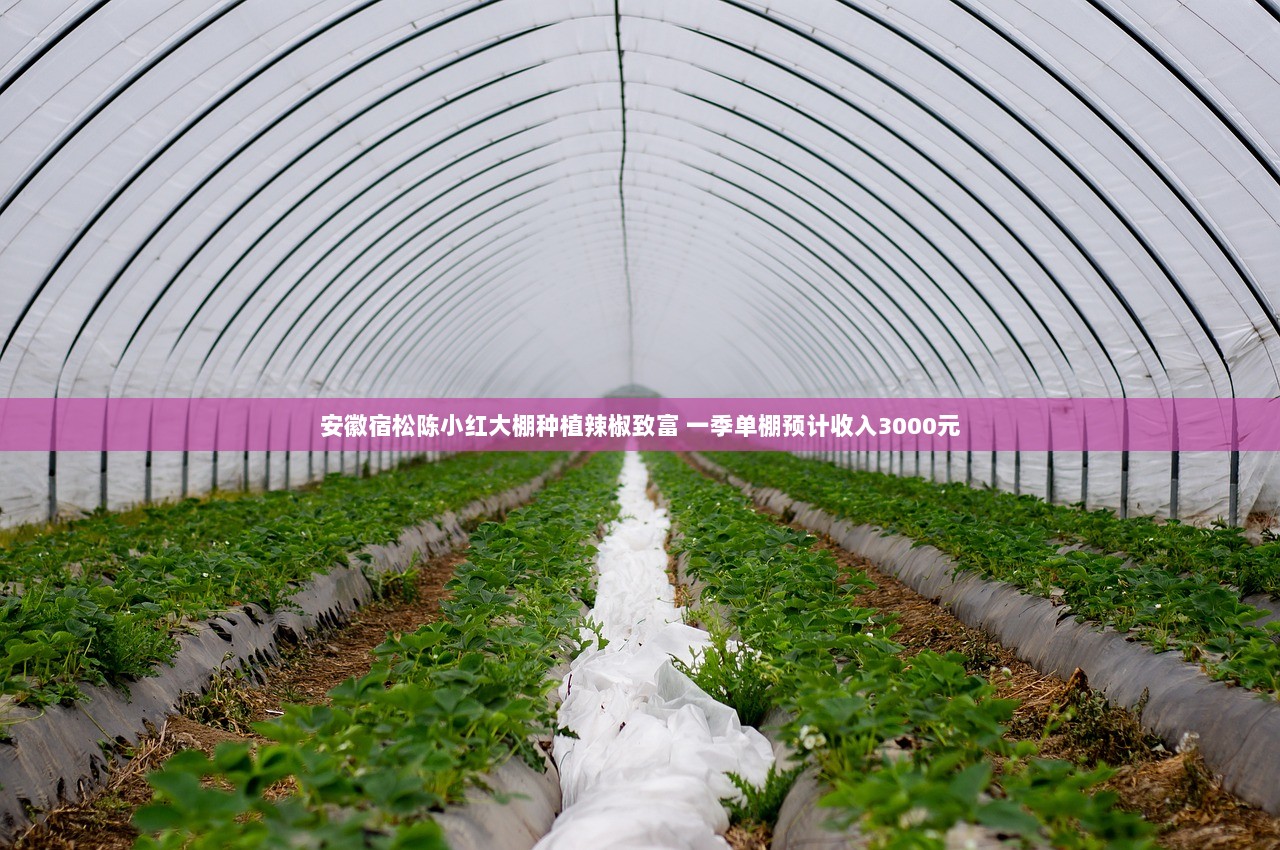 安徽宿松陈小红大棚种植辣椒致富 一季单棚预计收入3000元