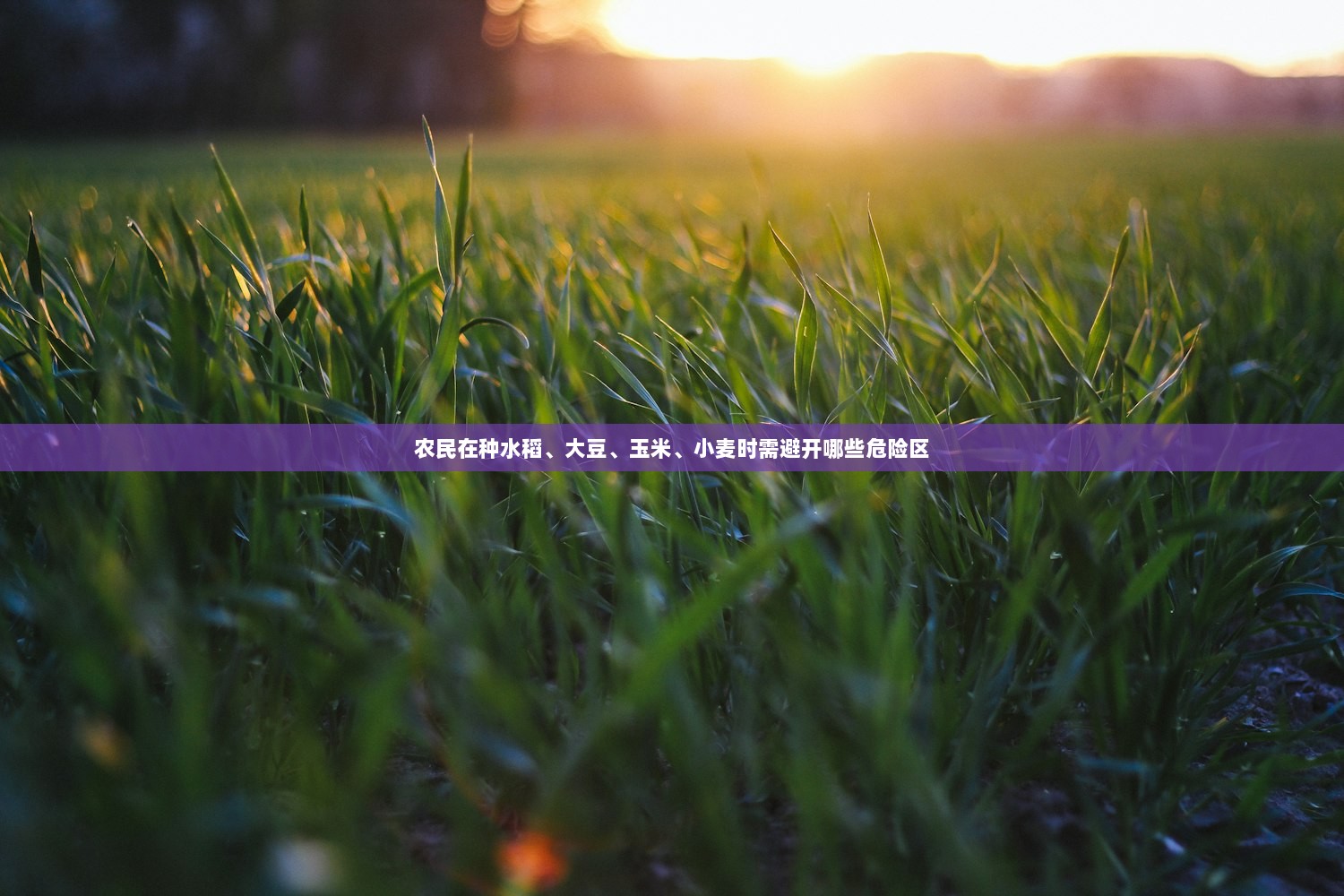 农民在种水稻、大豆、玉米、小麦时需避开哪些危险区
