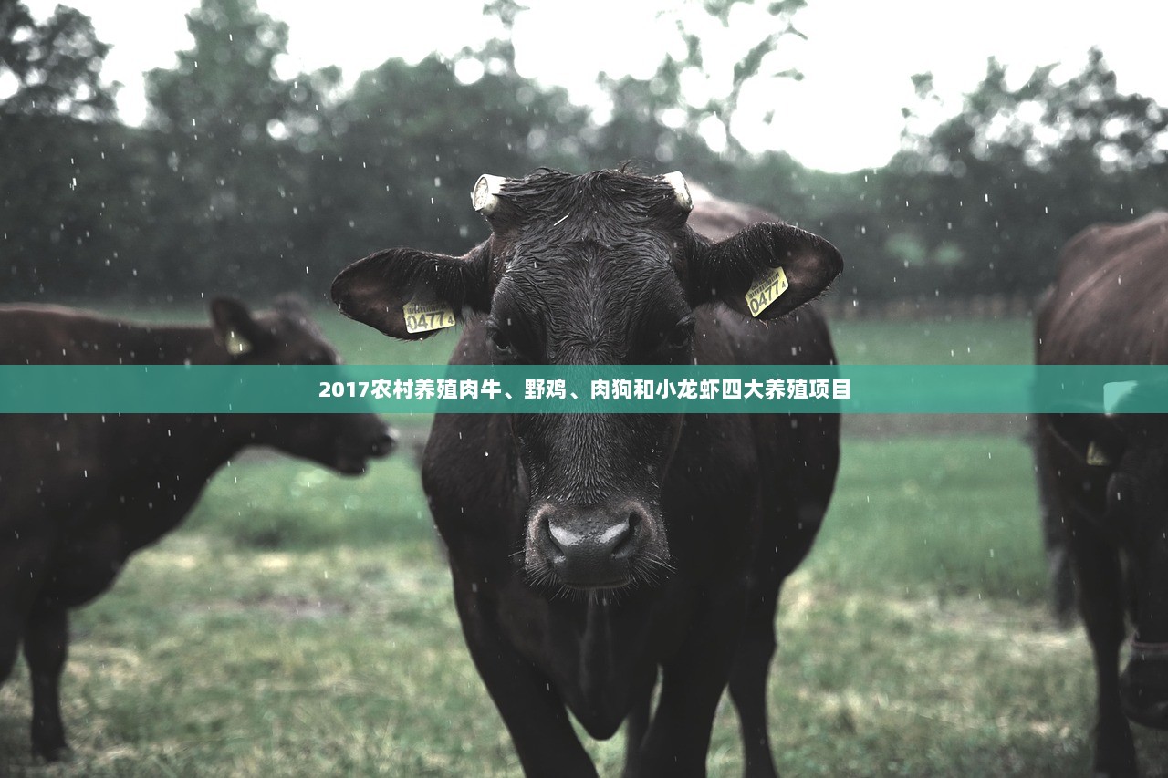 2017农村养殖肉牛、野鸡、肉狗和小龙虾四大养殖项目