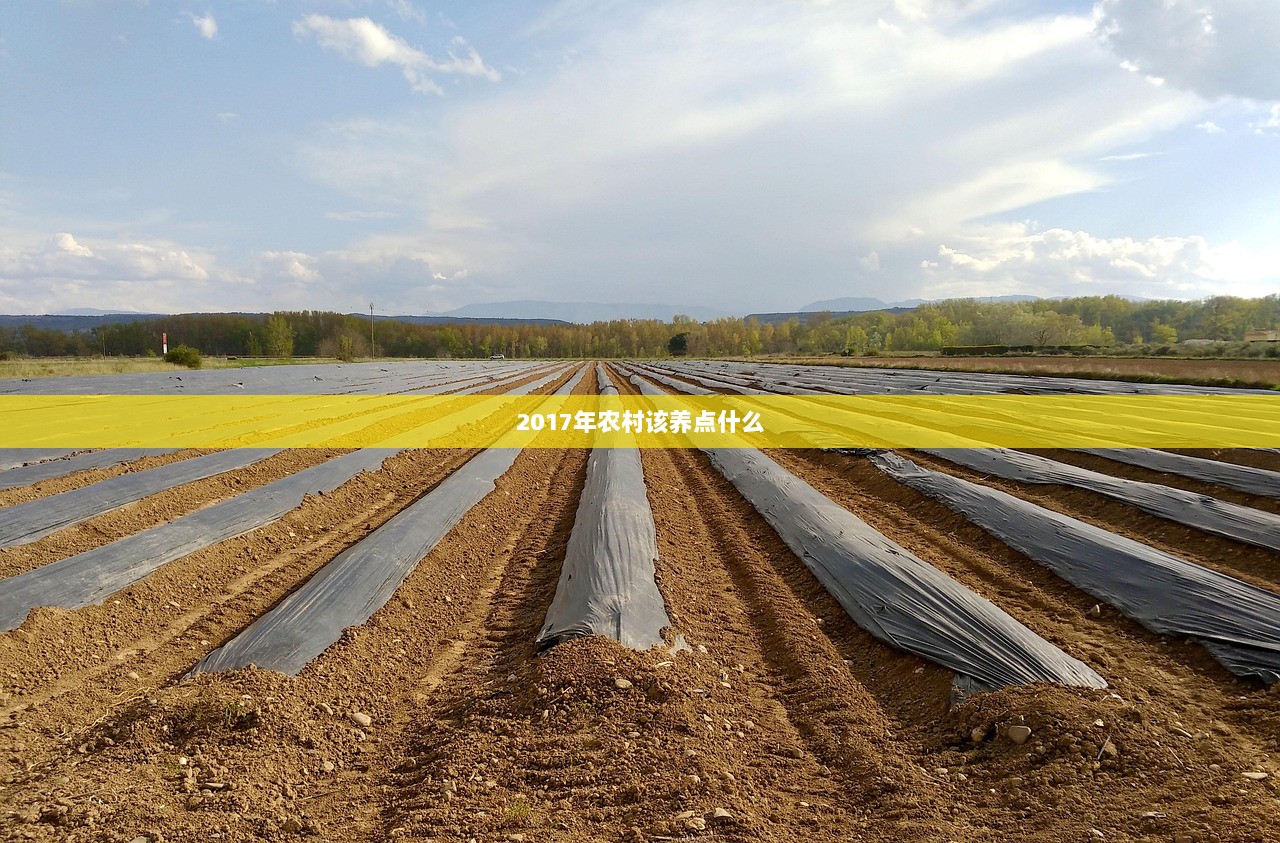2017年农村该养点什么