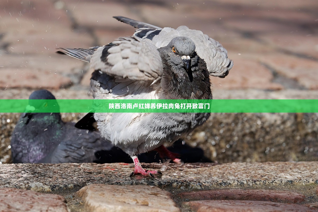 陕西洛南卢红婵养伊拉肉兔打开致富门