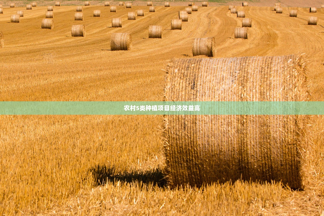 农村5类种植项目经济效益高