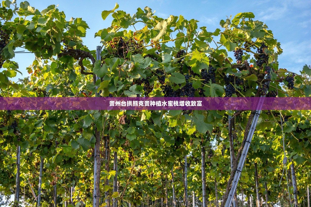 贵州台拱熊克贵种植水蜜桃增收致富