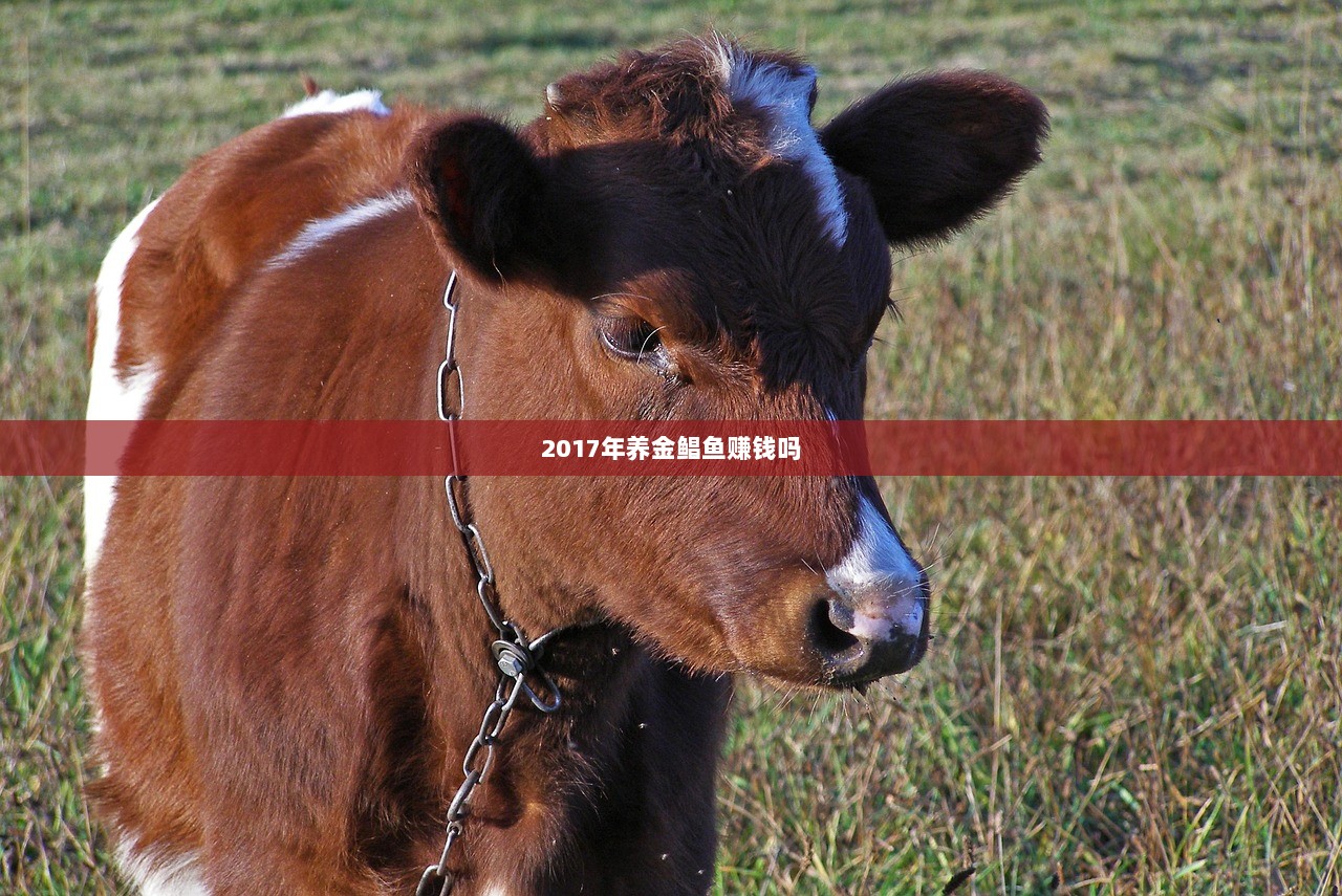 2017年养金鲳鱼赚钱吗