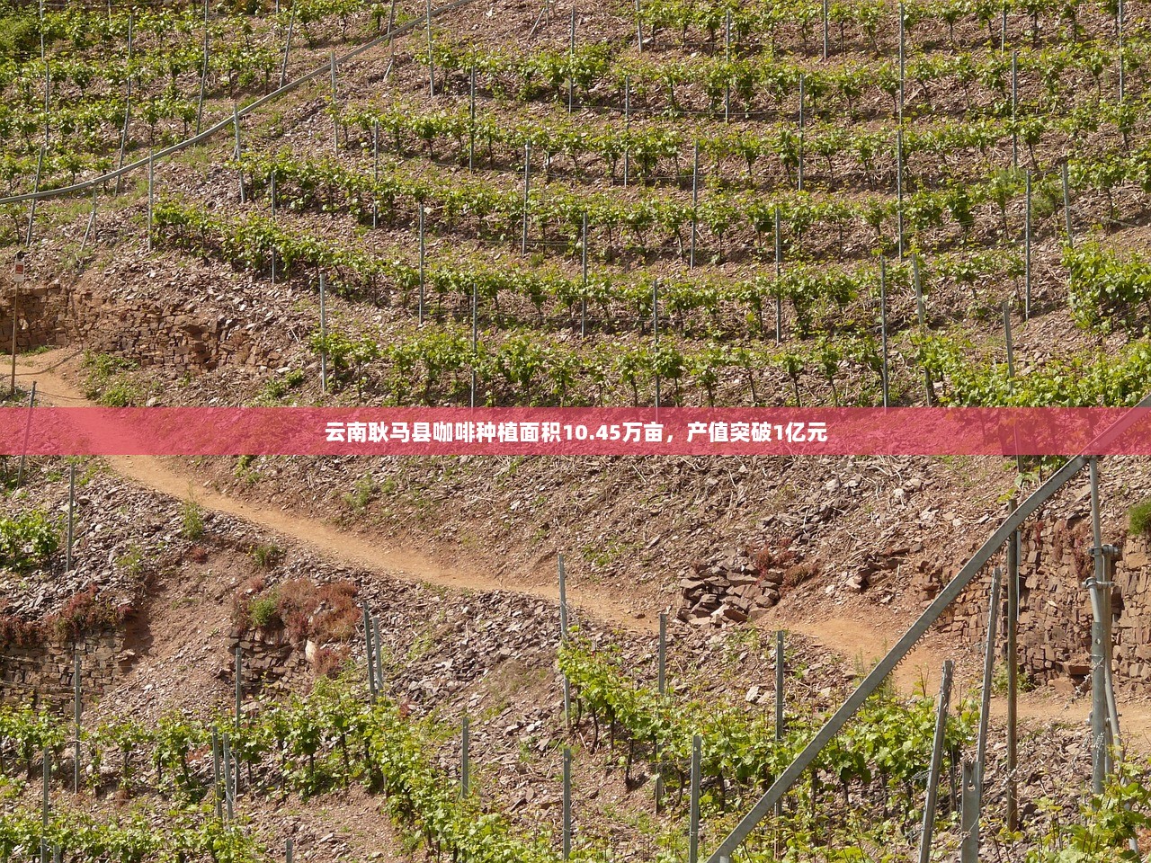 云南耿马县咖啡种植面积10.45万亩，产值突破1亿元