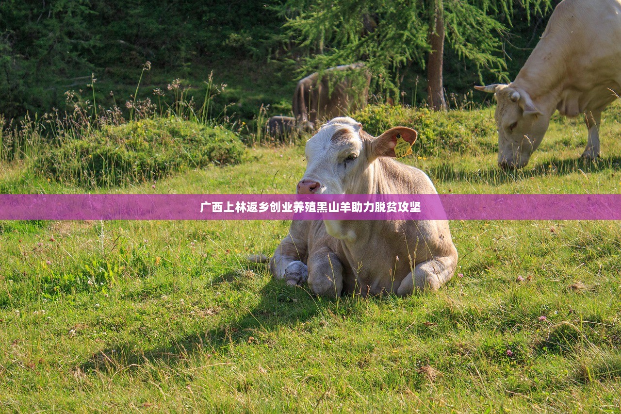 广西上林返乡创业养殖黑山羊助力脱贫攻坚