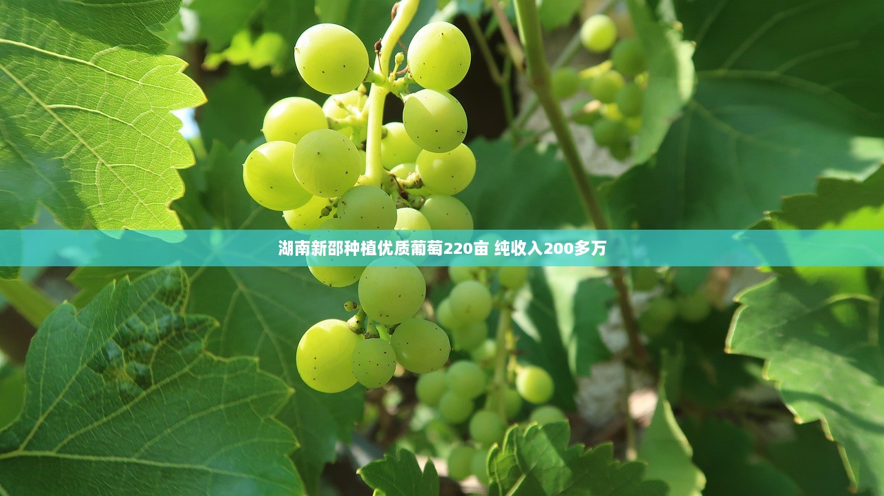 湖南新邵种植优质葡萄220亩 纯收入200多万