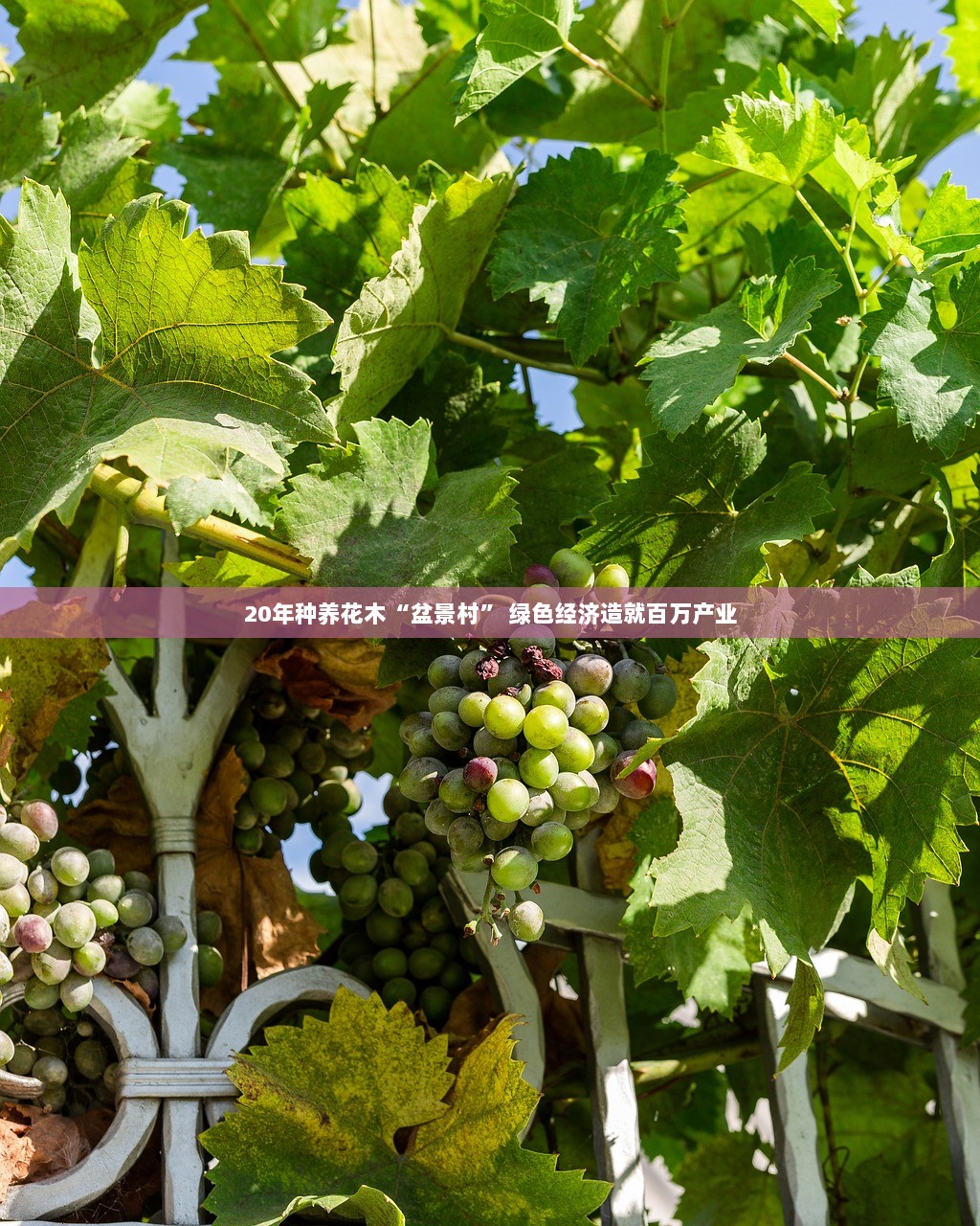 20年种养花木“盆景村” 绿色经济造就百万产业
