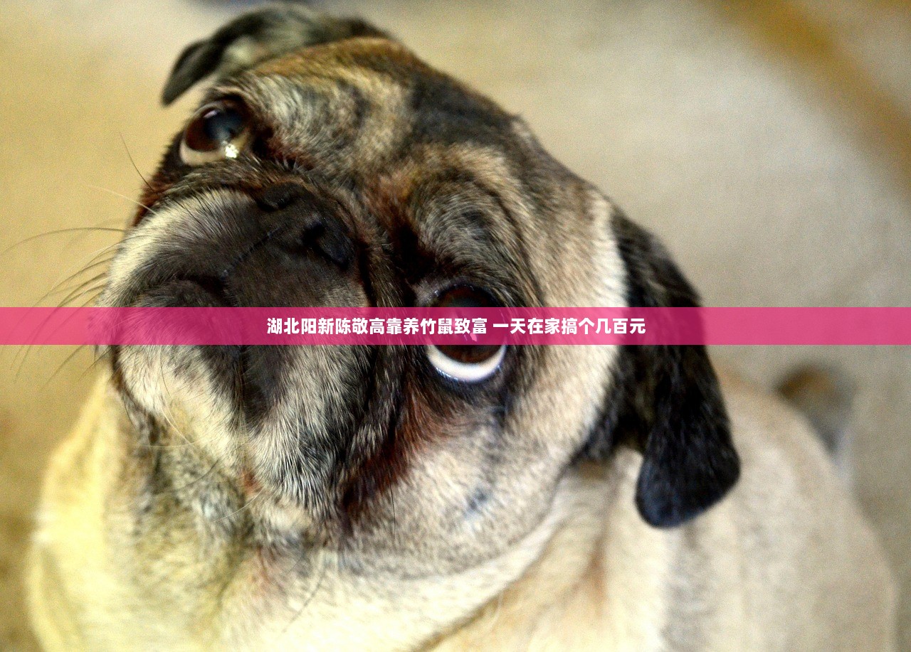 湖北阳新陈敬高靠养竹鼠致富 一天在家搞个几百元