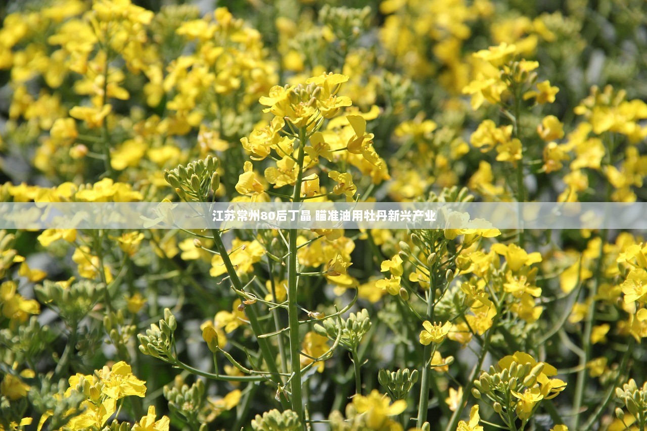 江苏常州80后丁晶 瞄准油用牡丹新兴产业