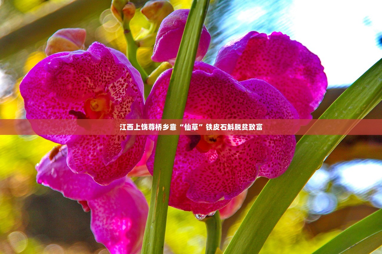 江西上饶尊桥乡靠“仙草”铁皮石斛脱贫致富