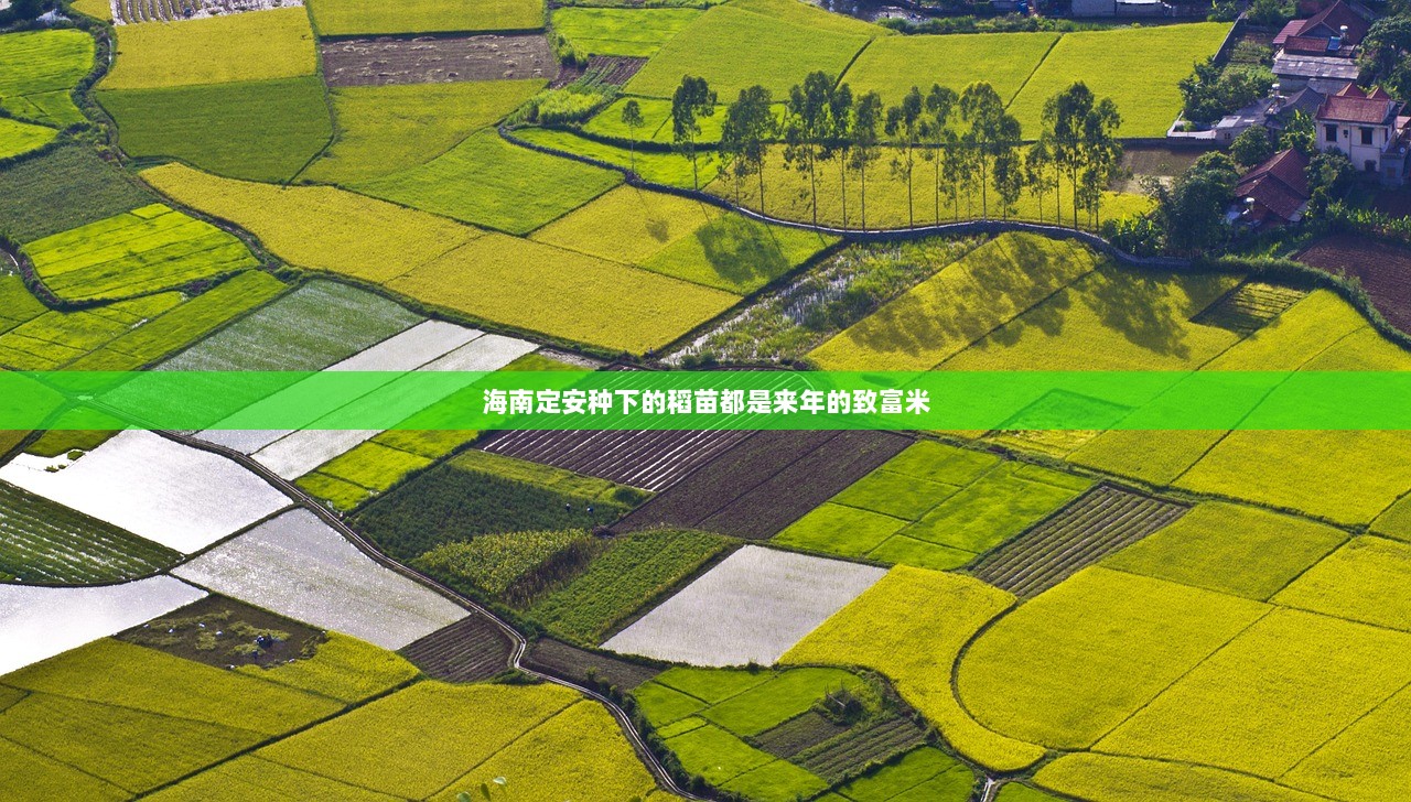 海南定安种下的稻苗都是来年的致富米