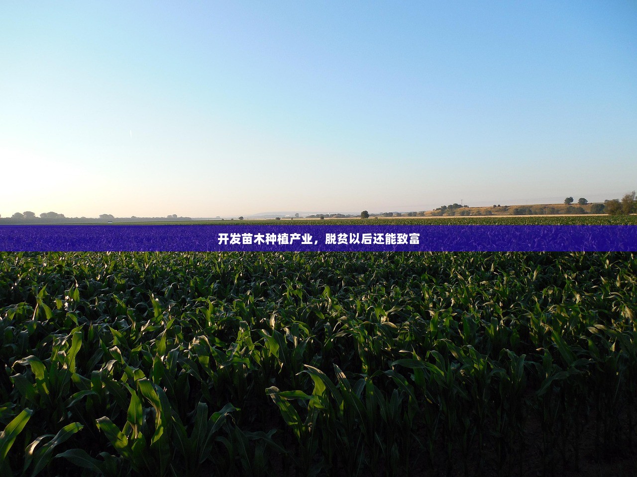 开发苗木种植产业,脱贫以后还能致富 第1张 开发苗木种植产业,脱贫以后还能致富 第1张