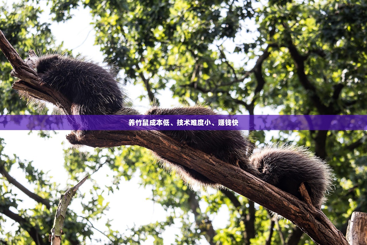 养竹鼠成本低、技术难度小、赚钱快