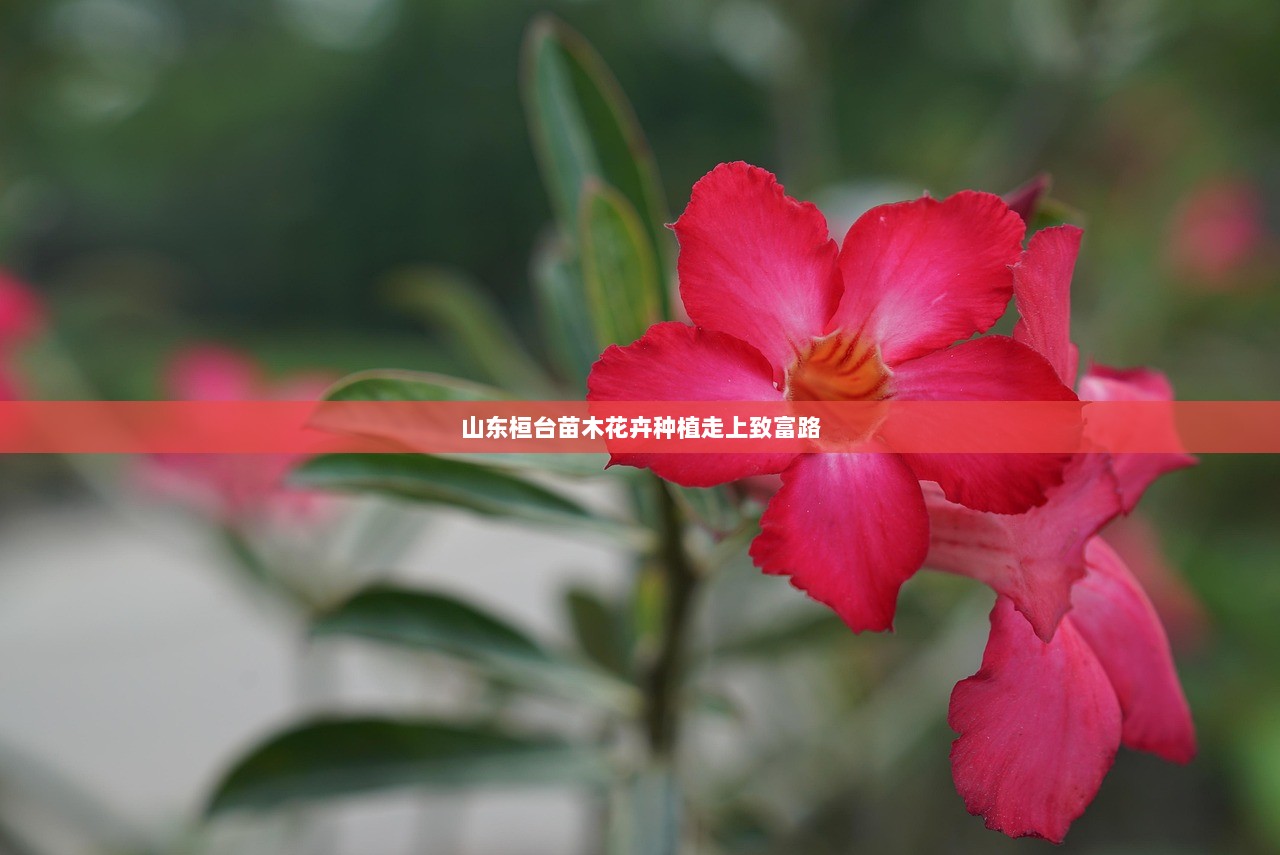 山东桓台苗木花卉种植走上致富路