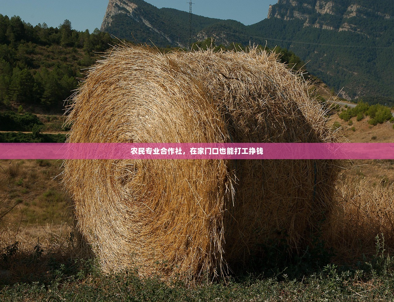农民专业合作社，在家门口也能打工挣钱