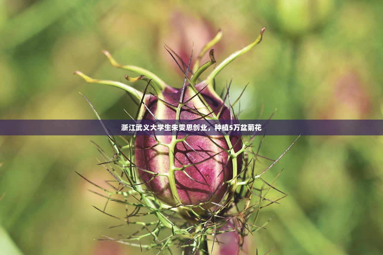 浙江武义大学生朱雯思创业，种植5万盆菊花