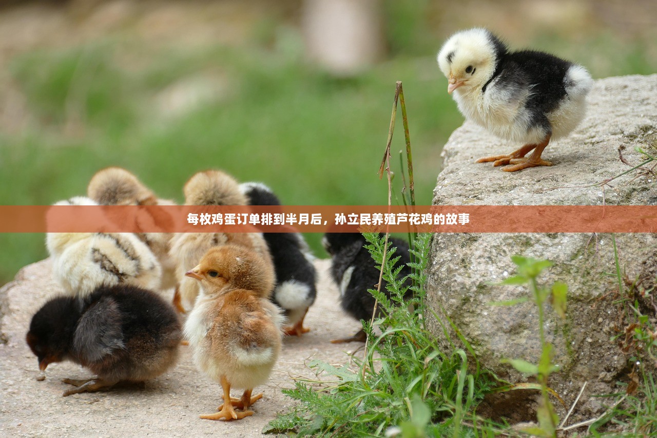 每枚鸡蛋订单排到半月后，孙立民养殖芦花鸡的故事