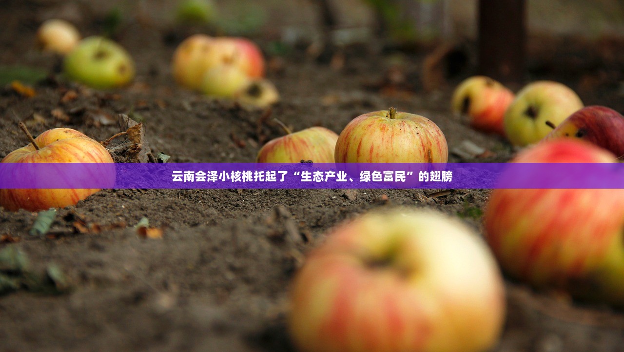 云南会泽小核桃托起了“生态产业、绿色富民”的翅膀