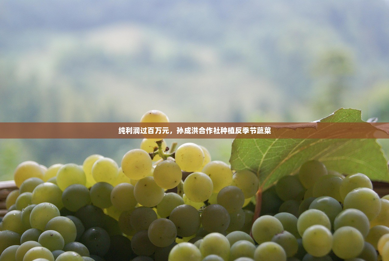 纯利润过百万元，孙成洪合作社种植反季节蔬菜