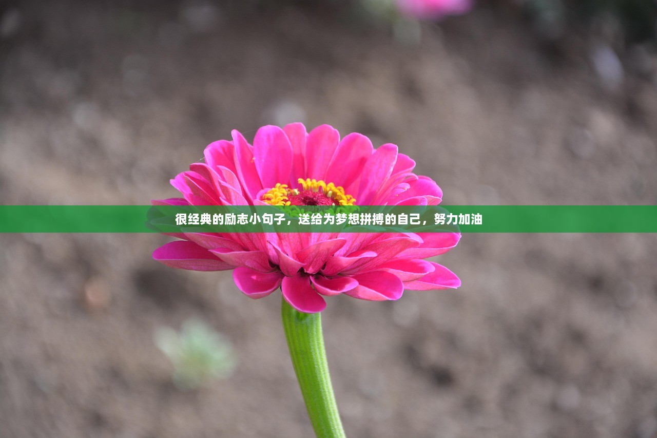 很经典的励志小句子，送给为梦想拼搏的自己，努力加油