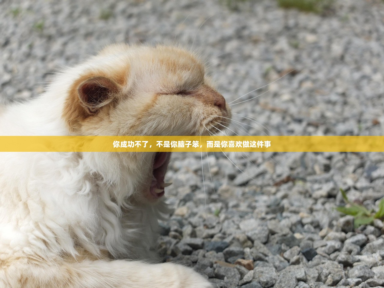 你成功不了，不是你脑子笨，而是你喜欢做这件事