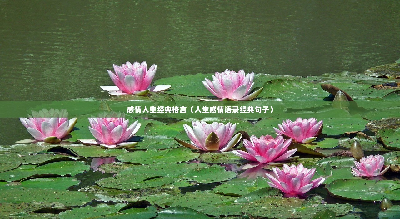 感情人生经典格言（人生感情语录经典句子）