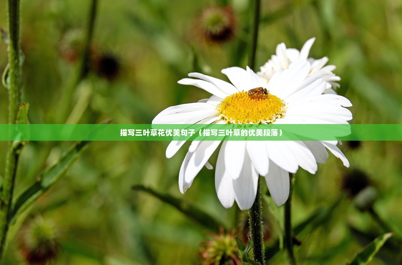 描写三叶草花优美句子（描写三叶草的优美段落）