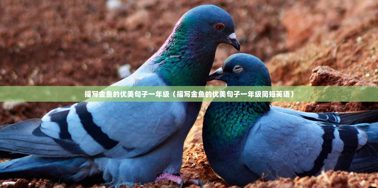 描写金鱼的优美句子一年级（描写金鱼的优美句子一年级简短英语）