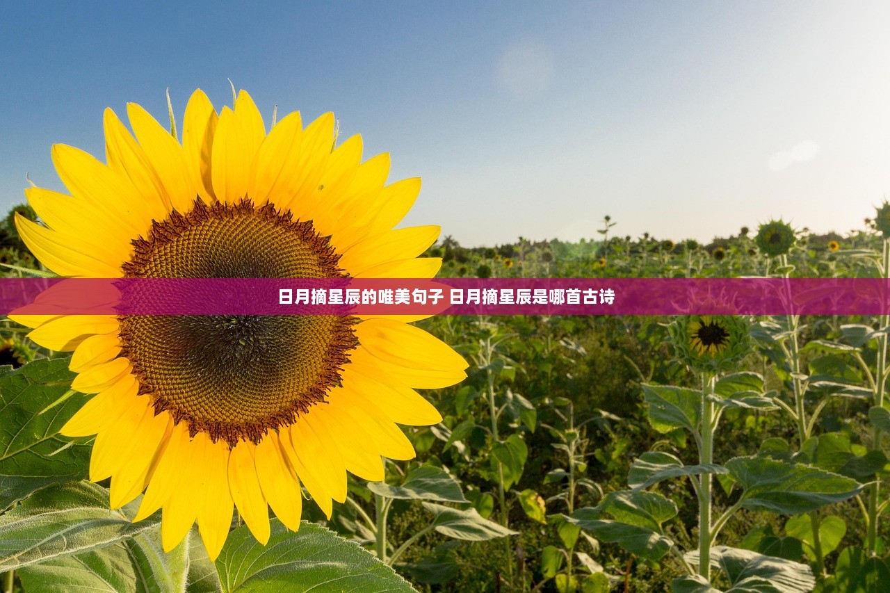 日月摘星辰的唯美句子 日月摘星辰是哪首古诗