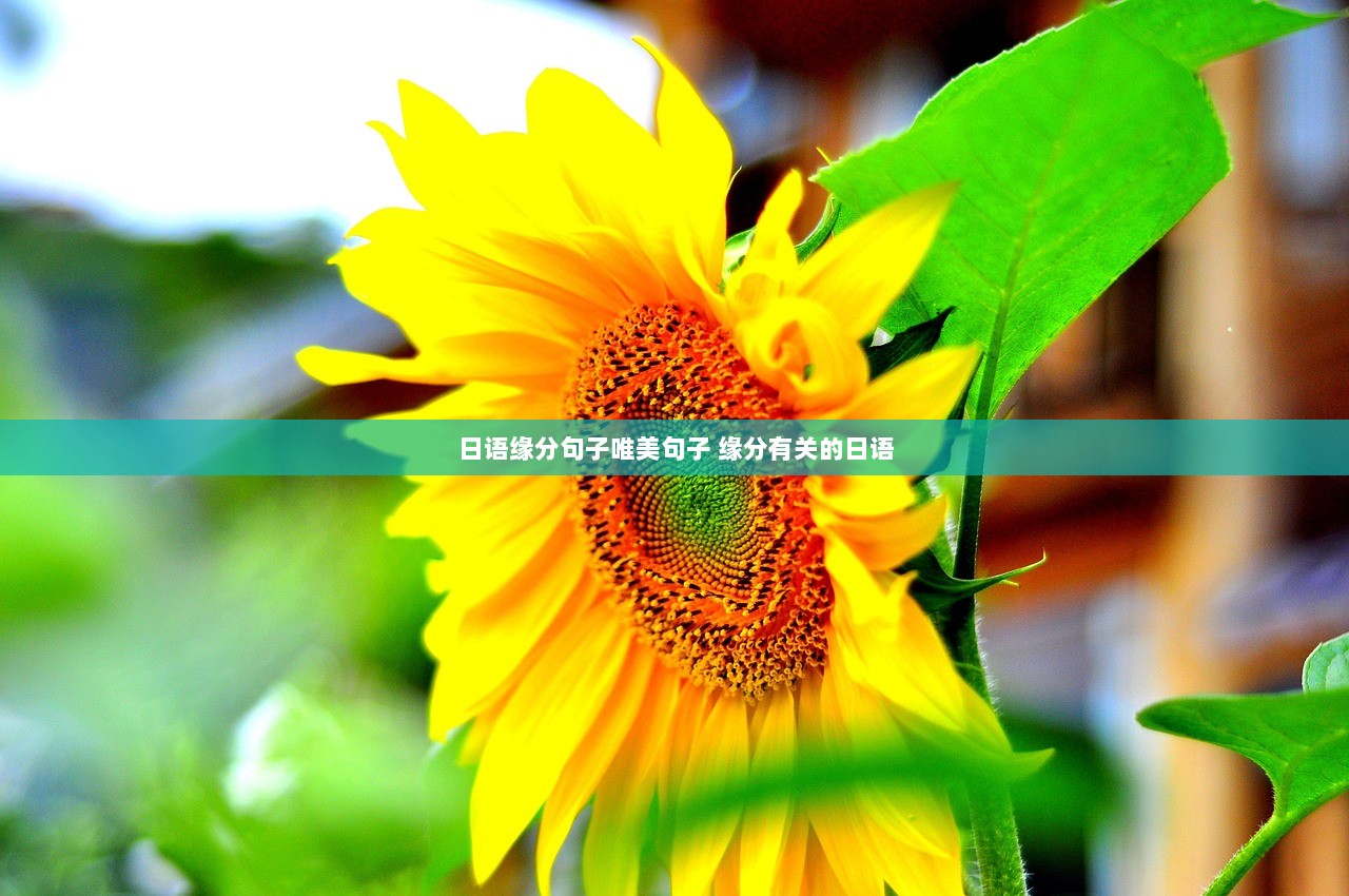 日语缘分句子唯美句子 缘分有关的日语