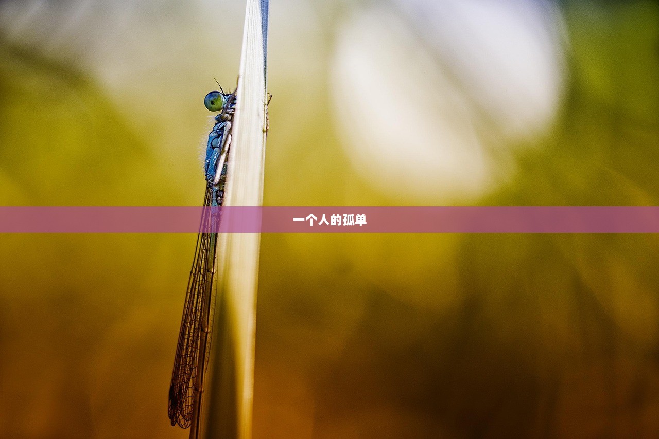 一个人的孤单  第1张