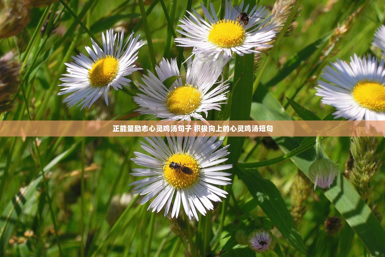 正能量励志心灵鸡汤句子 积极向上的心灵鸡汤短句
