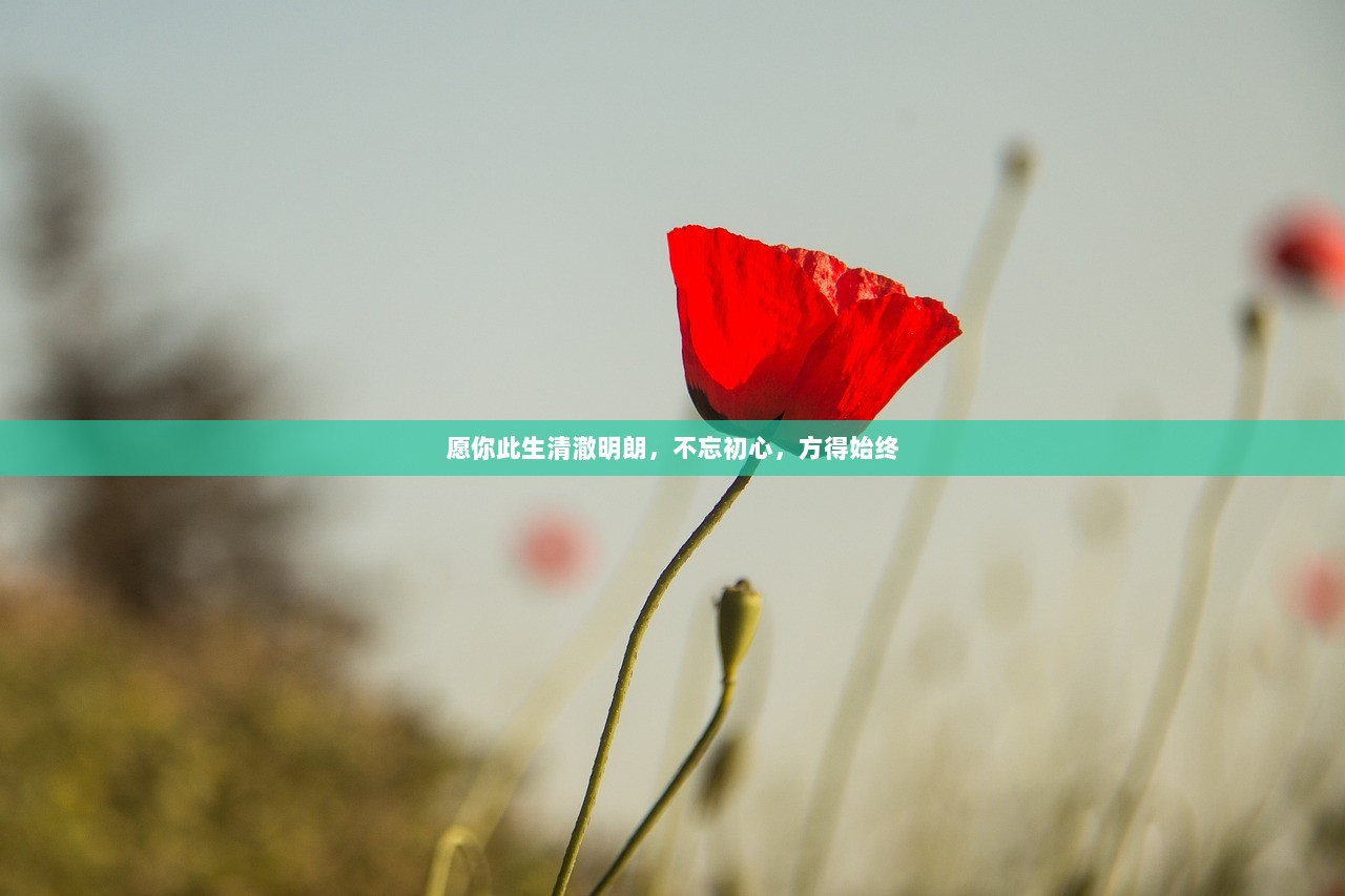 愿你此生清澈明朗，不忘初心，方得始终  第1张