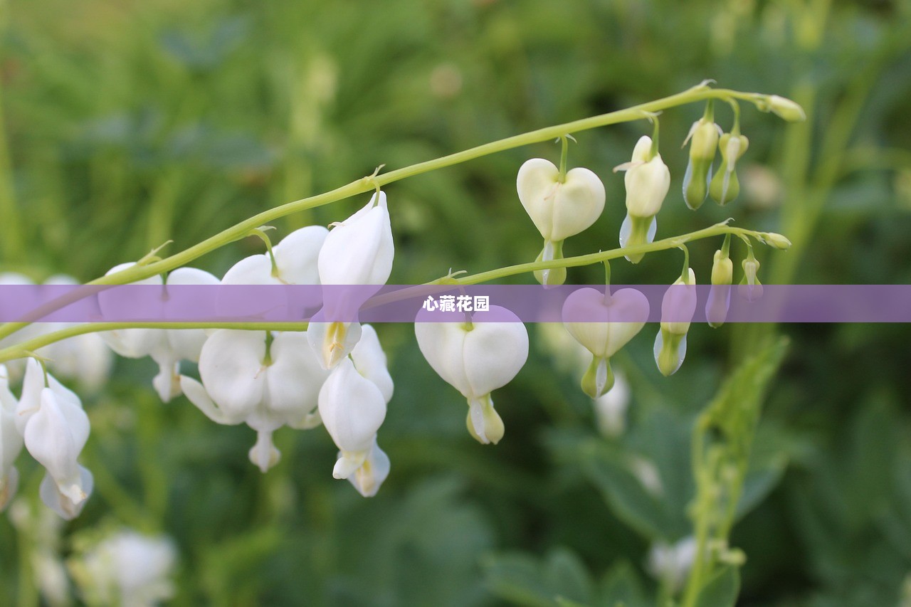 心藏花园