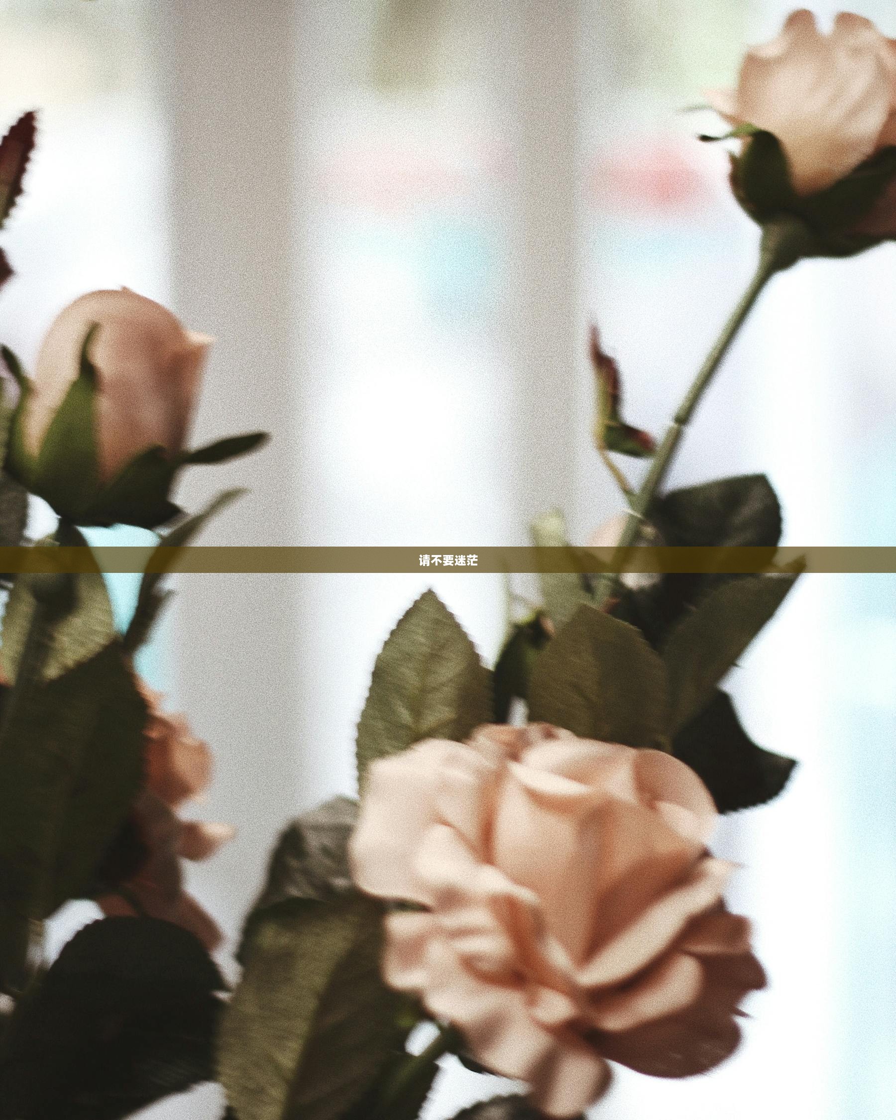 请不要迷茫