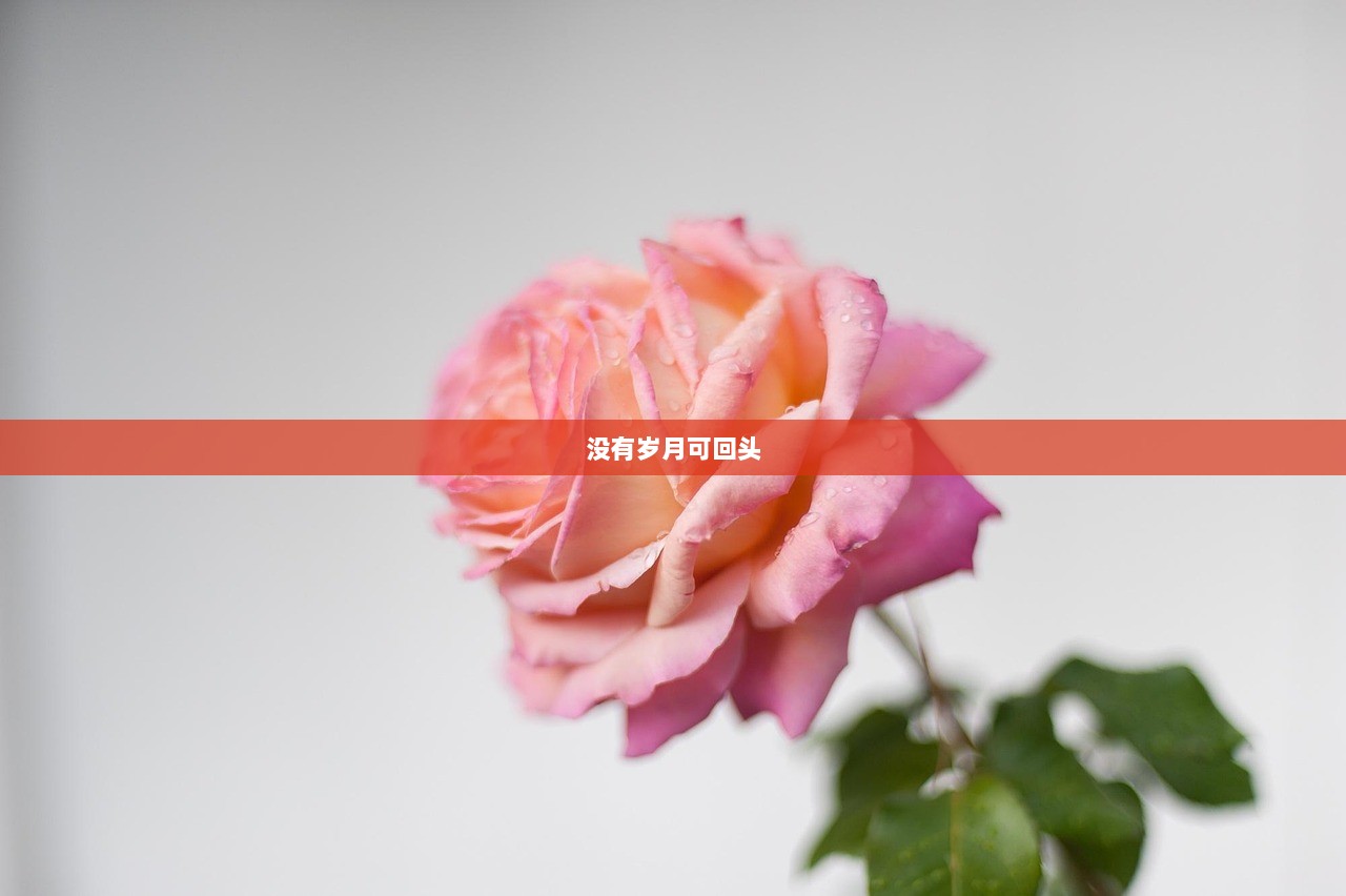 没有岁月可回头