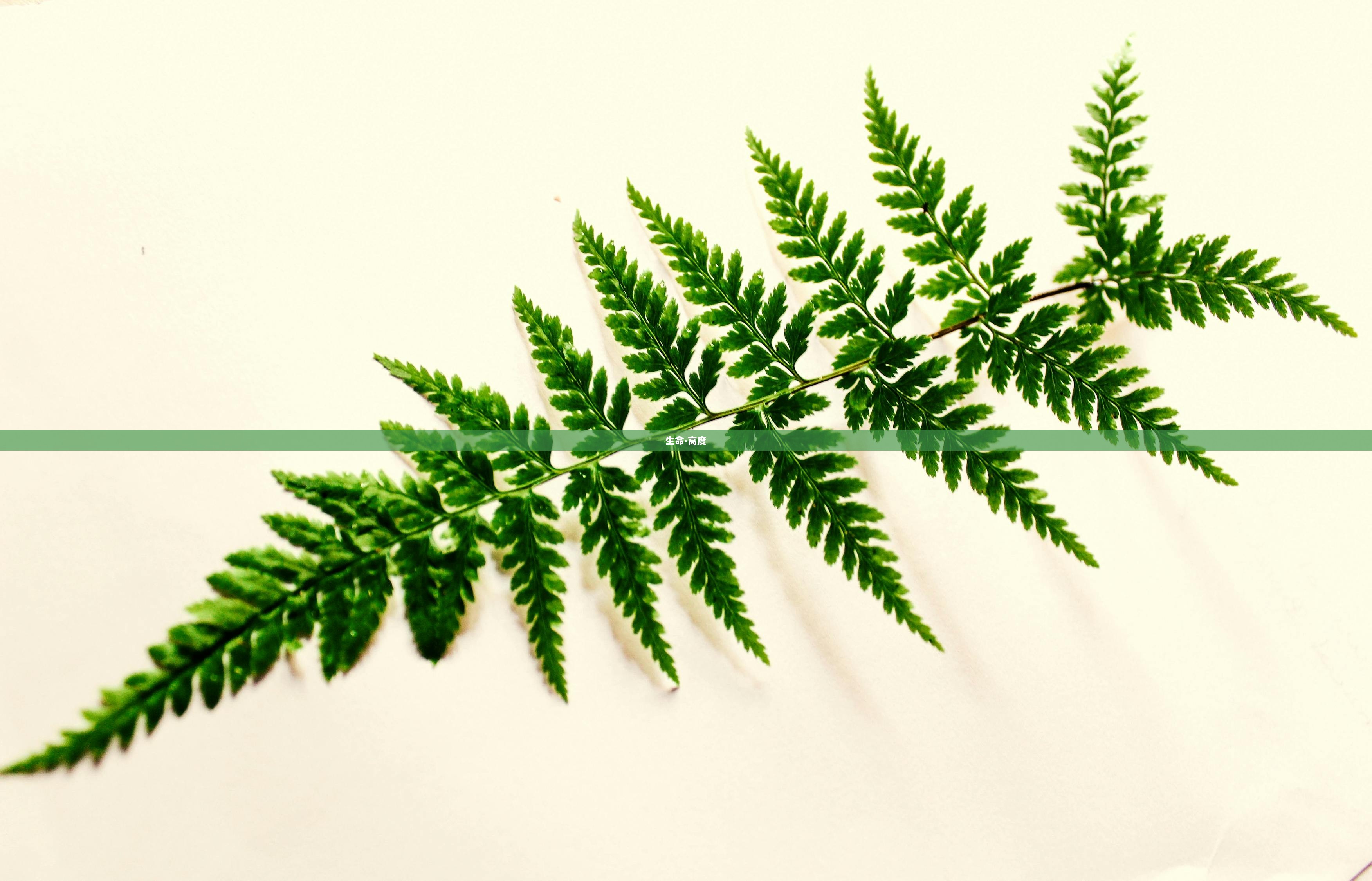 生命·高度  第1张