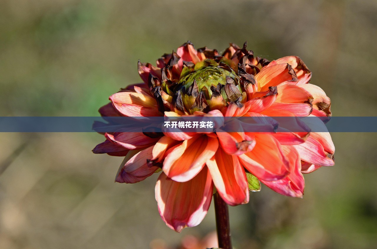 不开幌花开实花