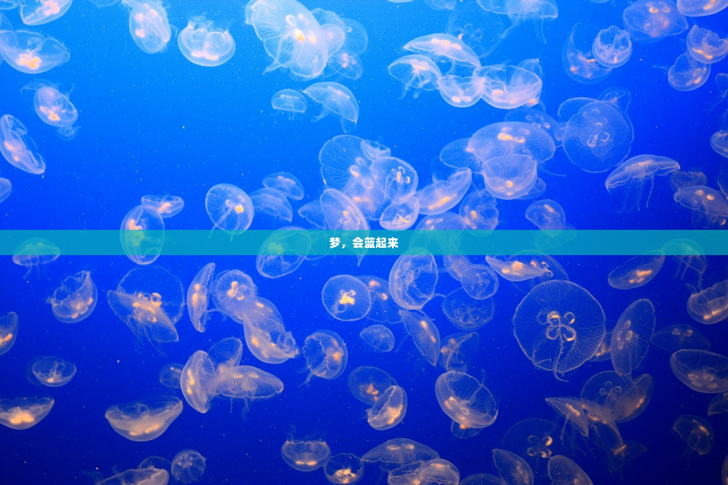 梦，会蓝起来