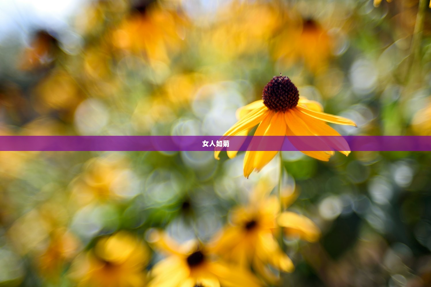 女人如菊