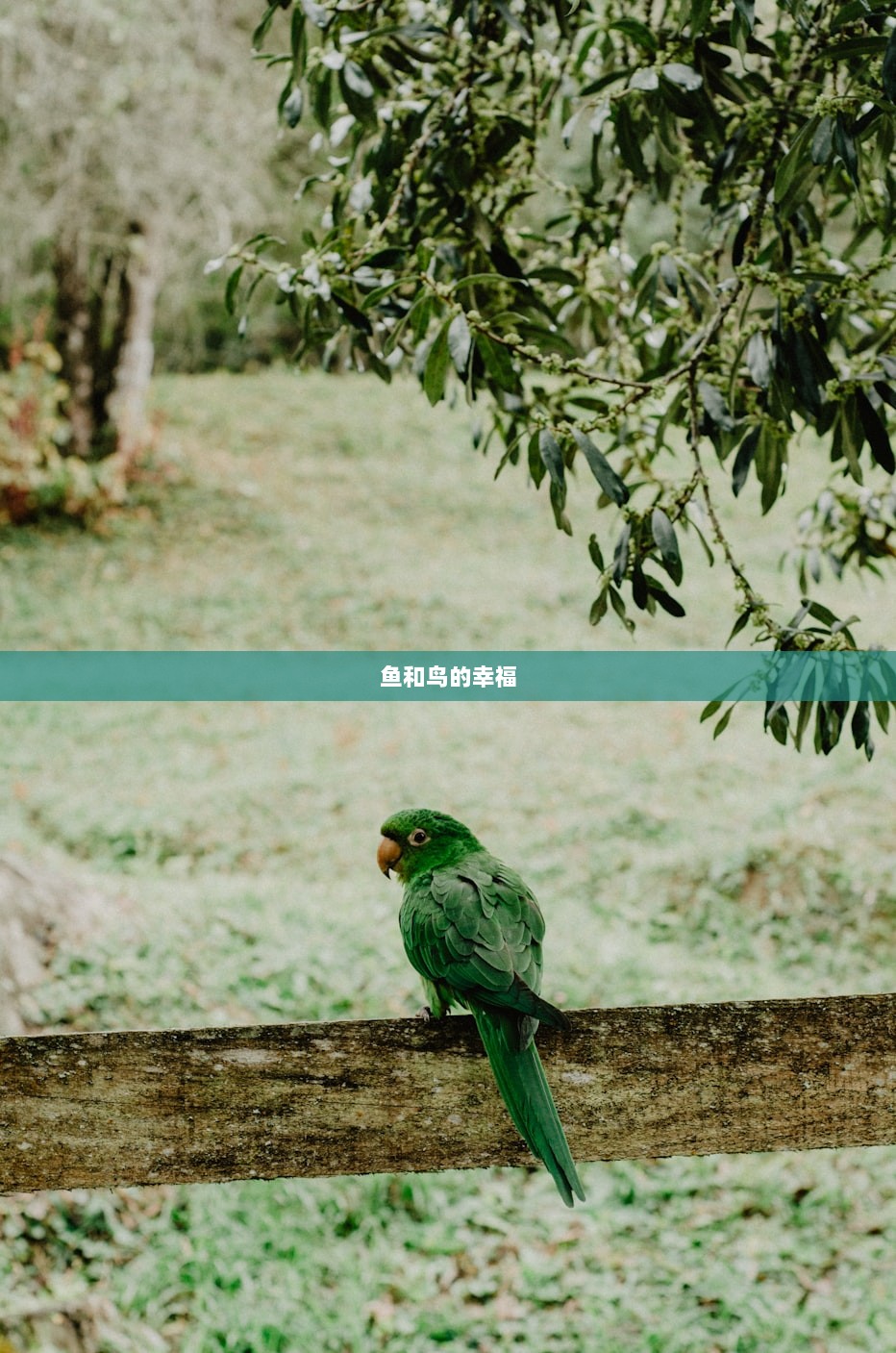 鱼和鸟的幸福