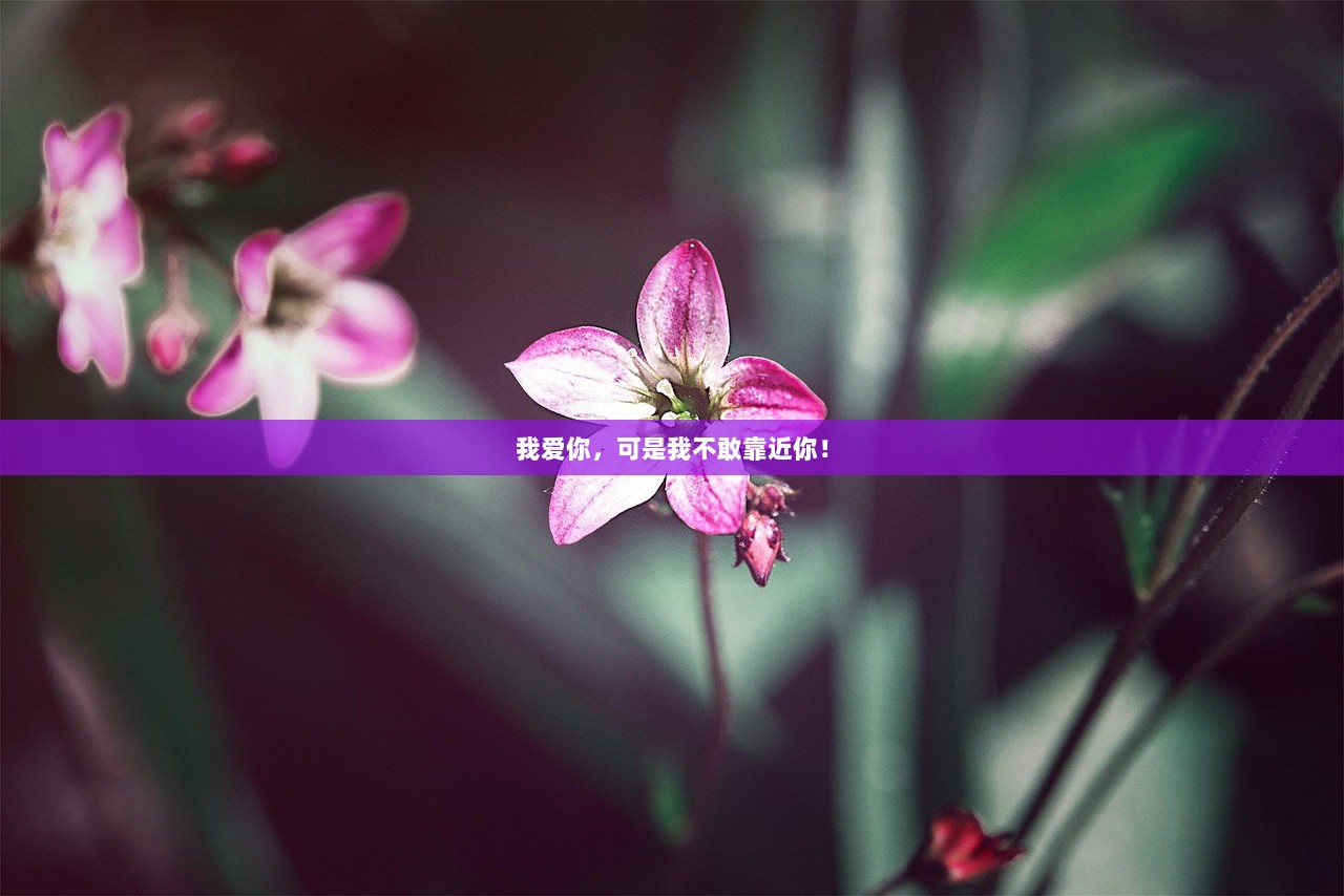 我爱你，可是我不敢靠近你！
