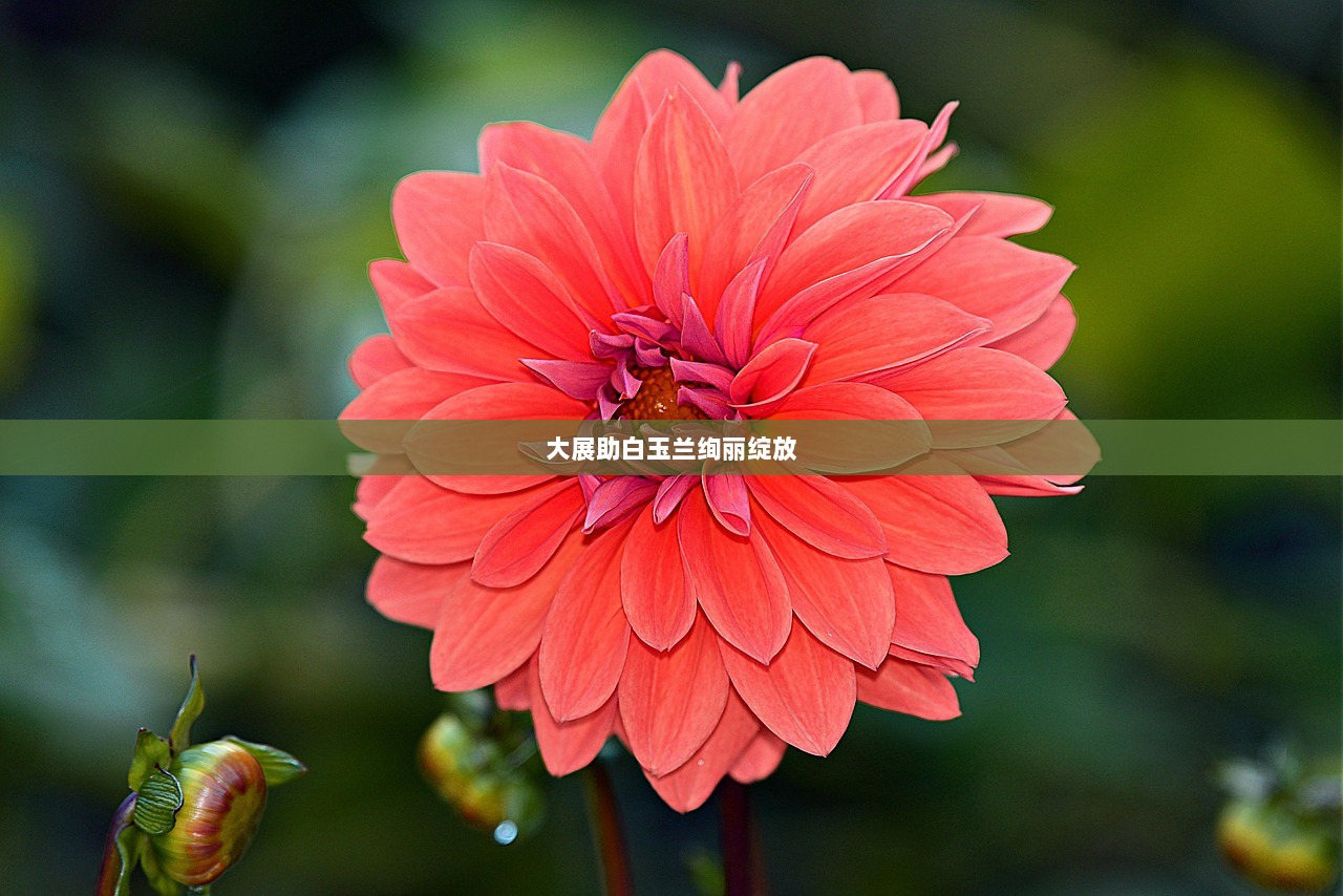 大展助白玉兰绚丽绽放