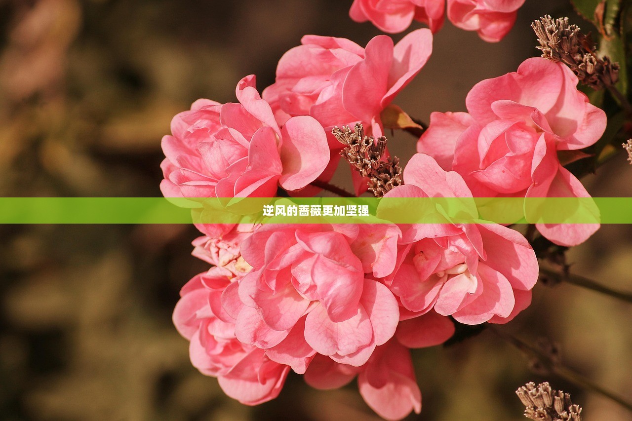 逆风的蔷薇更加坚强