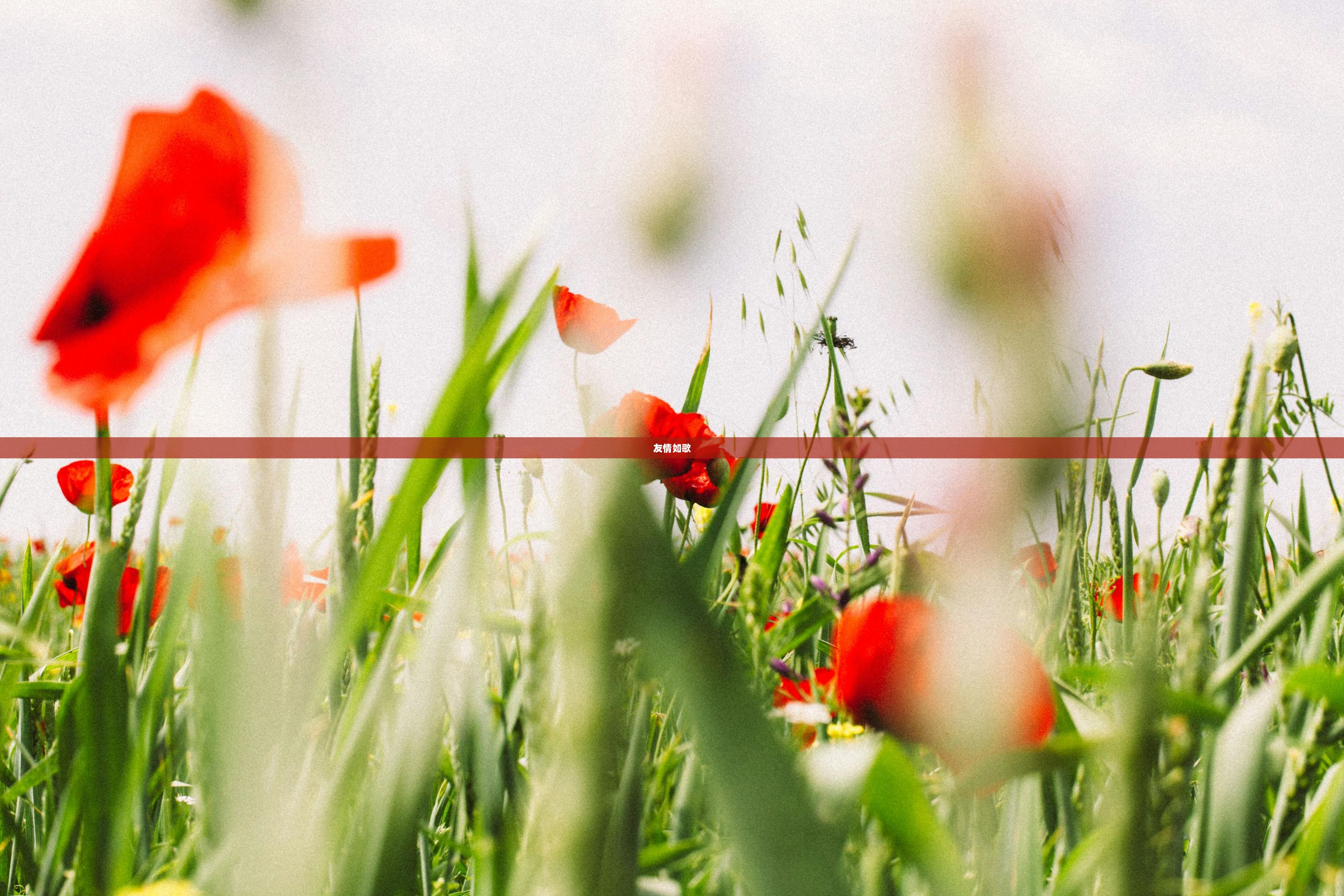 友情如歌  第1张