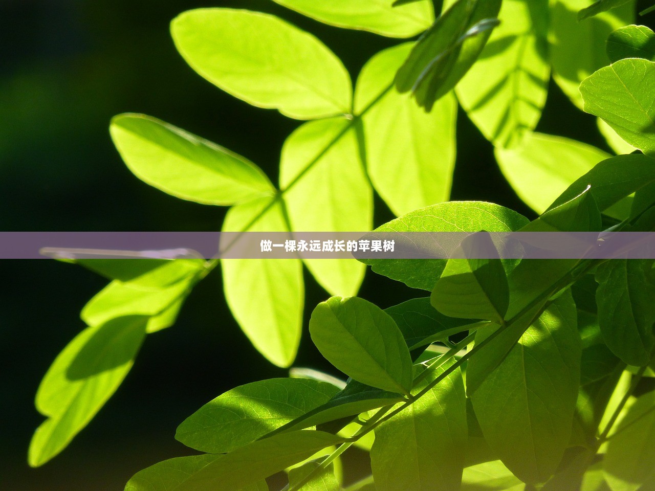 做一棵永远成长的苹果树  第1张