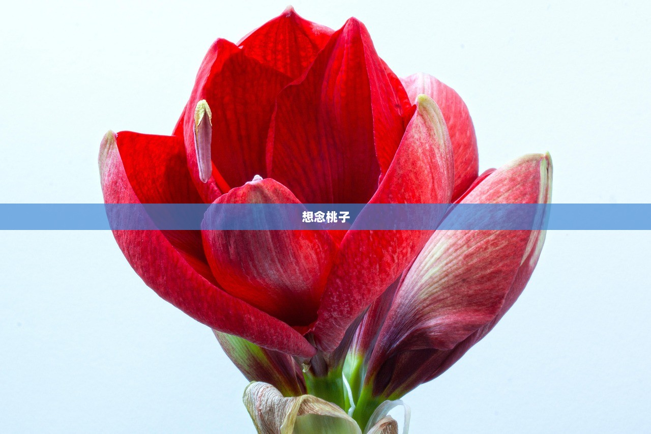 想念桃子  第1张