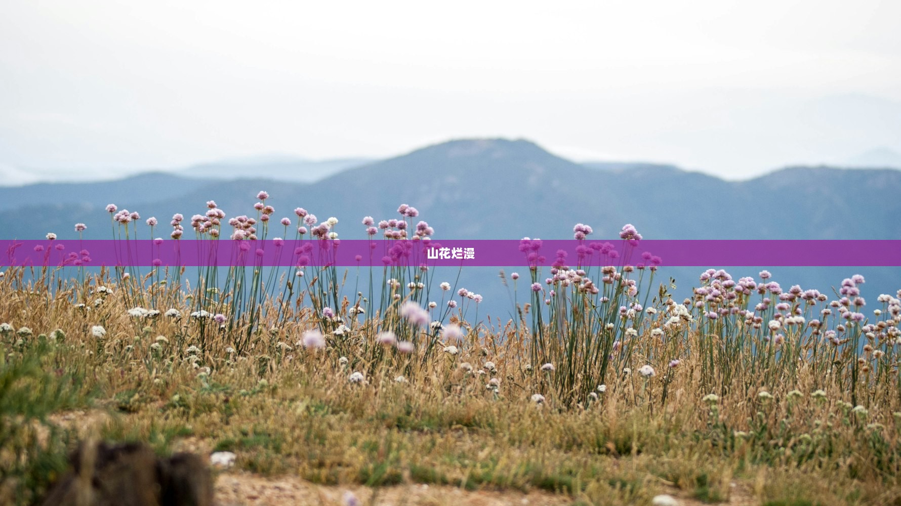 山花烂漫  第1张