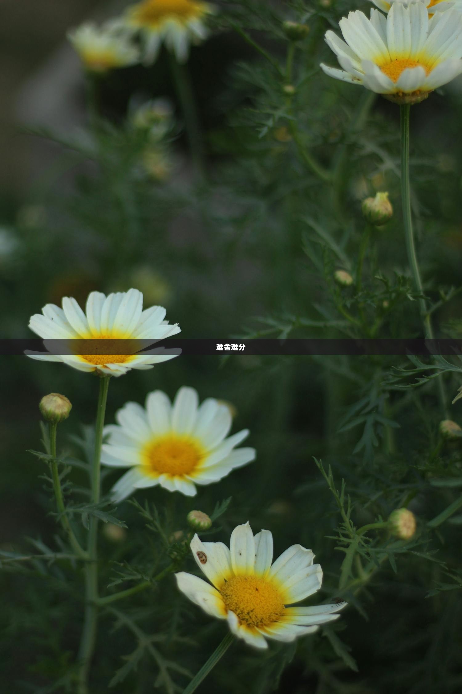 难舍难分  第1张